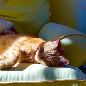 Meet your Posher, Collin